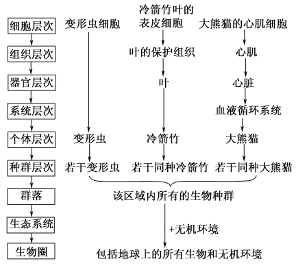 生命系统的结构层次